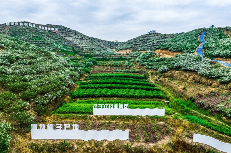 產(chǎn)業(yè)振興 產(chǎn)業(yè)振興